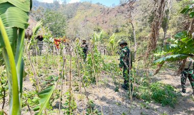 Satgas Yonif 645/GTY Wujudkan Ketahanan Pangan di Distrik Kurima